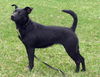 Tessie