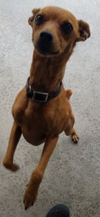 Rusty