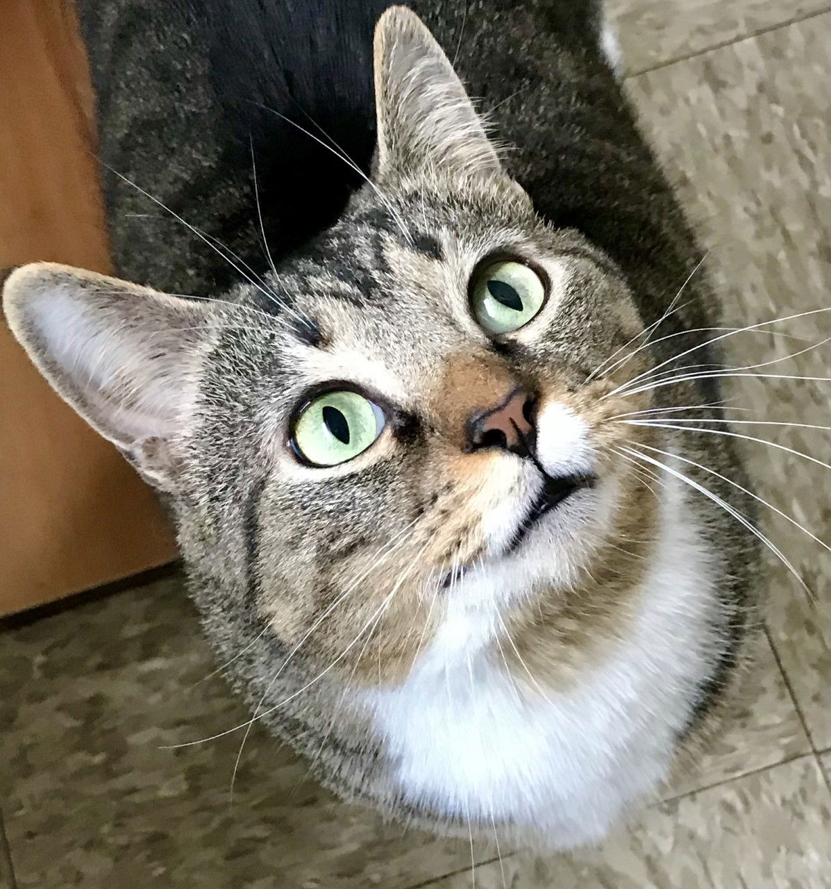 adoptable Cat in Sistersville, WV named Boots