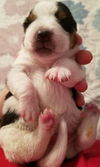 Tucker