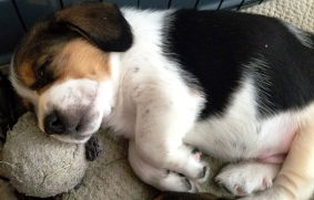 Tucker