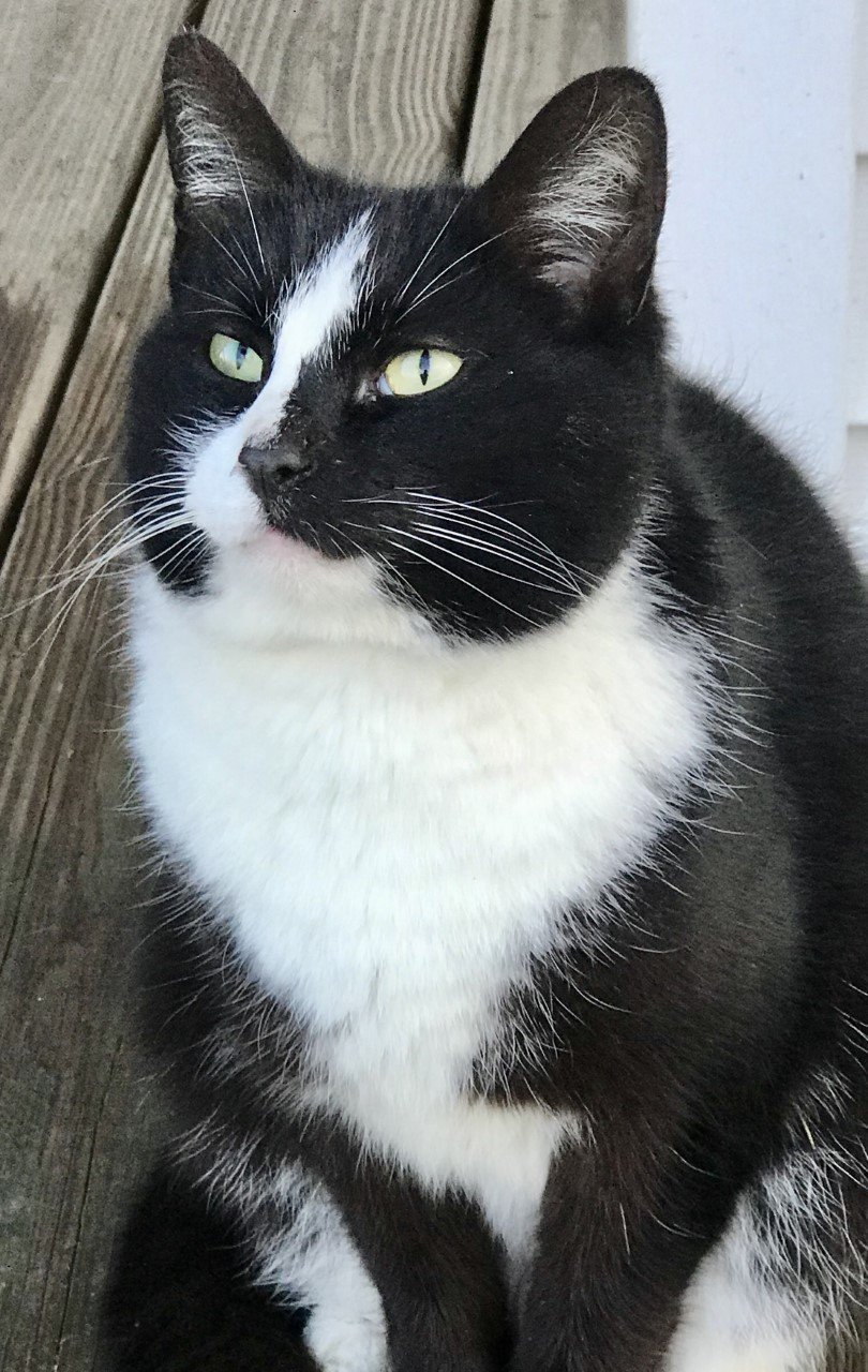 adoptable Cat in Sistersville, WV named Craig
