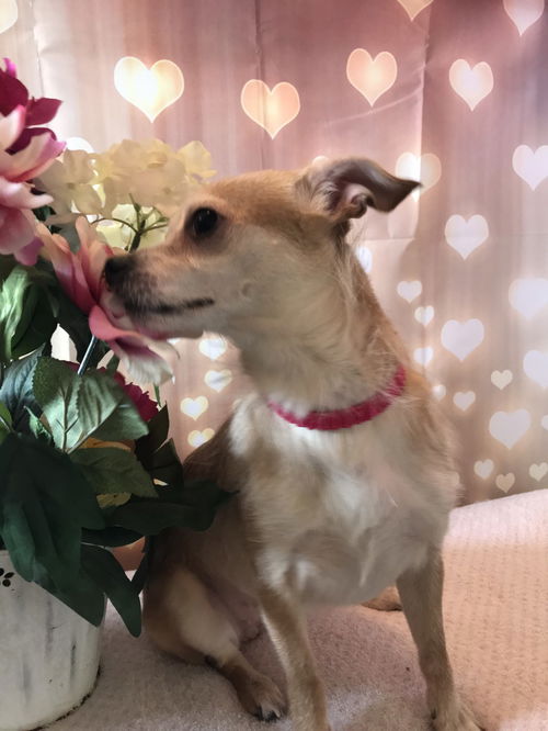 Rosie