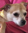 Rosie