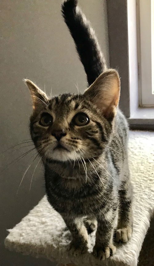 Ringo