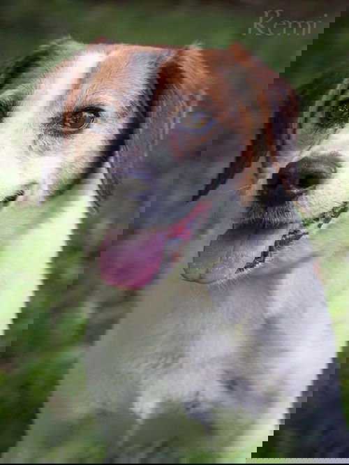 Remi