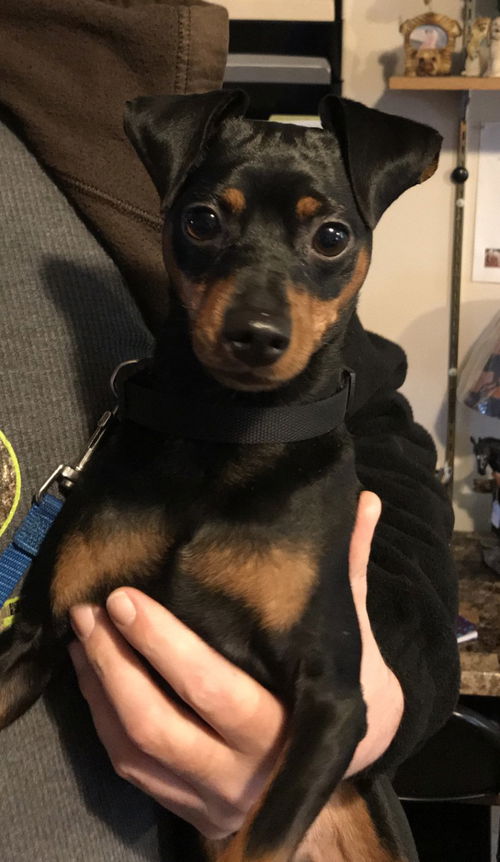Rex