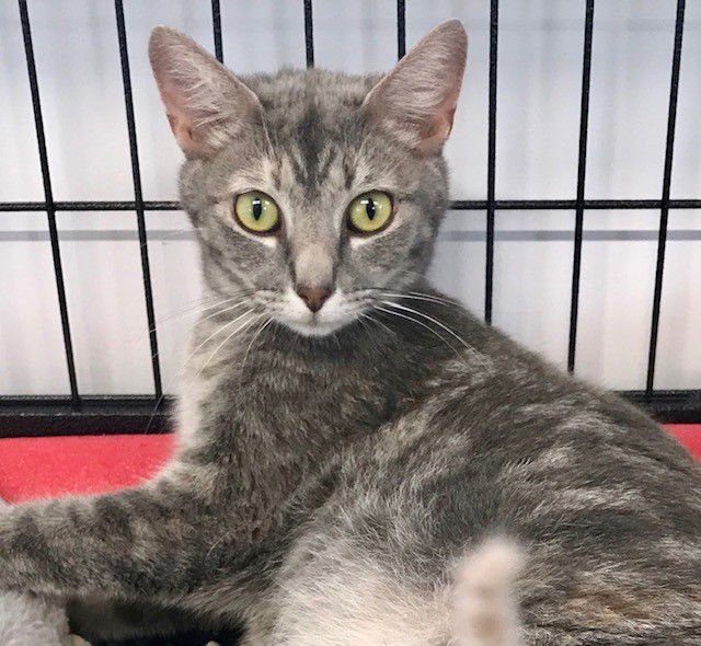 adoptable Cat in Sistersville, WV named Lotus