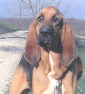 Roscoe