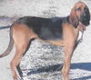 Roscoe