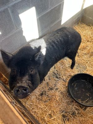 adoptable Pig in Sistersville, WV named Binx