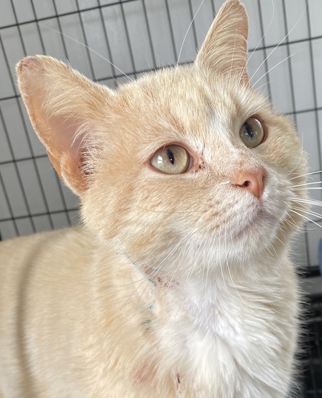 adoptable Cat in Sistersville, WV named Nacho