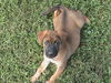 Roxy