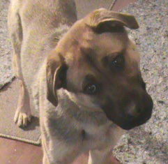 Roxy