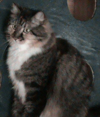 Lilly