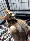 adoptable Cat in , WV named Wednesday