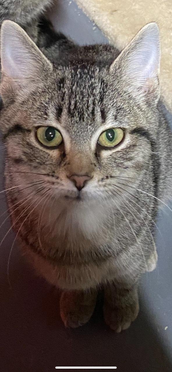 adoptable Cat in Sistersville, WV named Gina