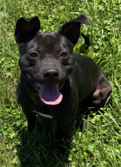 adoptable Dog in Sistersville, WV named Marvel