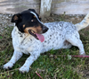 Rollo