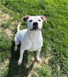 adoptable Dog in sistersville, WV named Clara