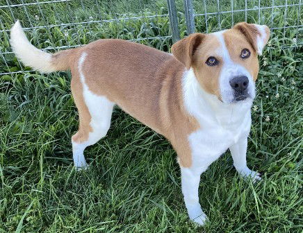 Dog for Adoption - Enoch, a Labrador Retriever in Monongalia County, WV ...