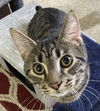 Luca