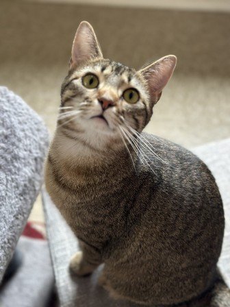 adoptable Cat in Sistersville, WV named Mistie