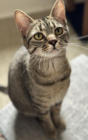 adoptable Cat in Sistersville, WV named Carlie