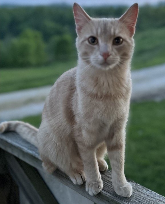 adoptable Cat in Sistersville, WV named Cheddar