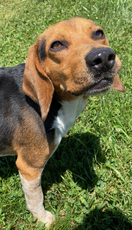 Dog For Adoption - Toby, A Beagle In Morgantown, Wv 