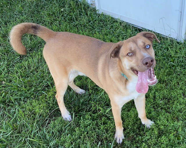 adoptable Dog in Sistersville, WV named Bruno Mars