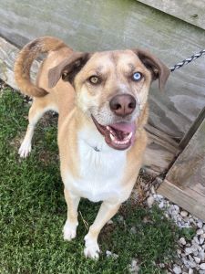 adoptable Dog in Sistersville, WV named Bruno Mars