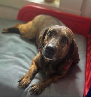 adoptable Dog in Sistersville, WV named Isabella