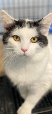adoptable Cat in Sistersville, WV named Clover