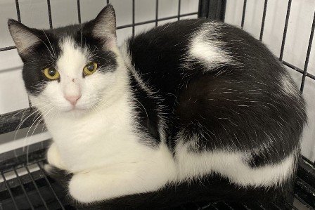 adoptable Cat in Sistersville, WV named Hershey