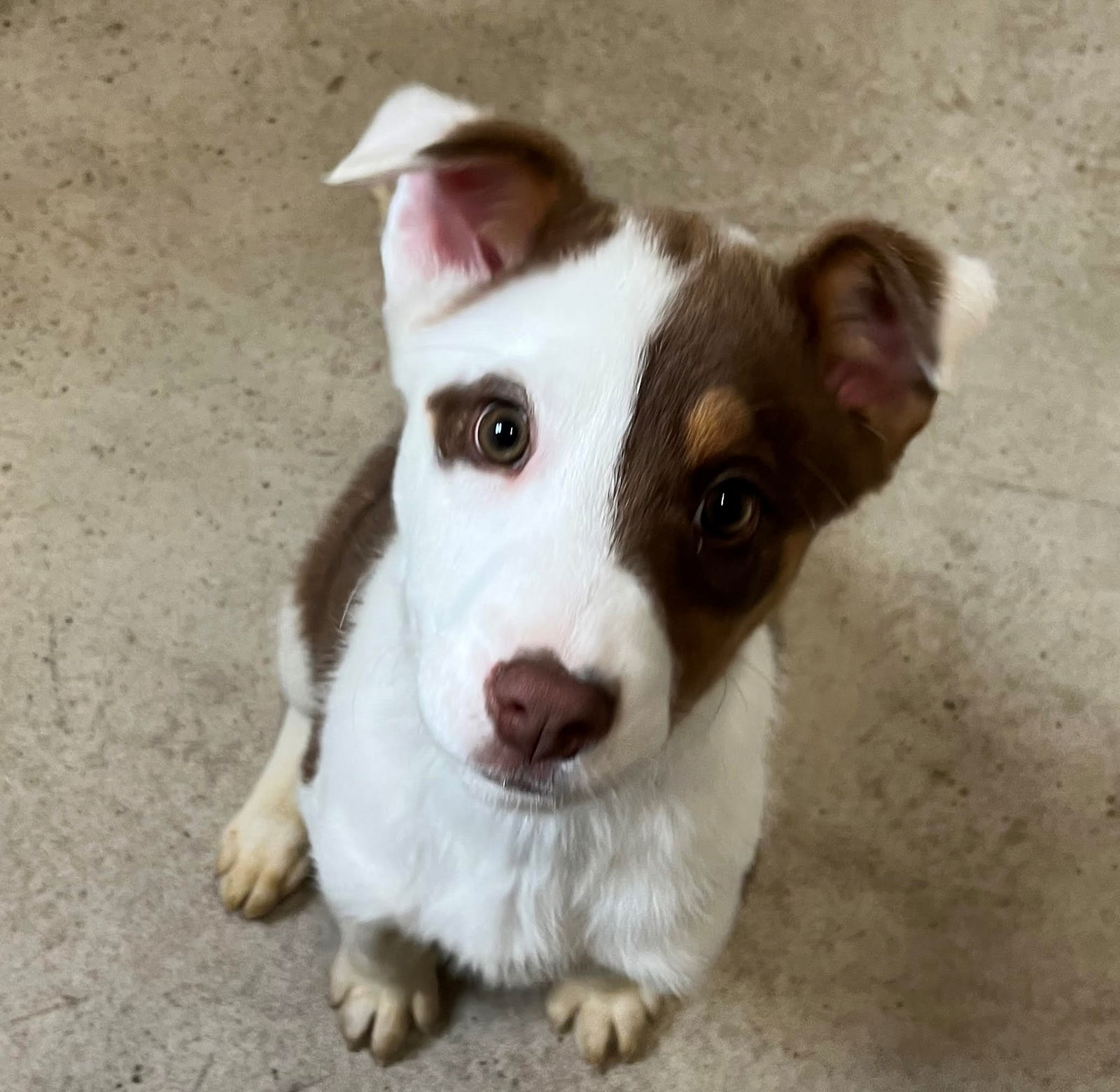 Dog for Adoption - Coco, a Australian Shepherd in Shinnston, WV | Alpha Paw