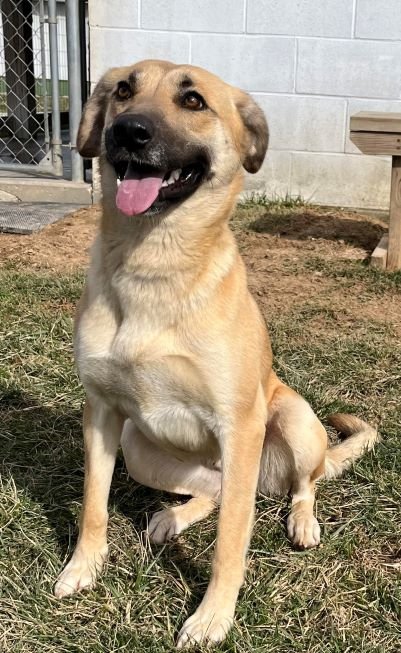 adoptable Dog in Sistersville, WV named Cali