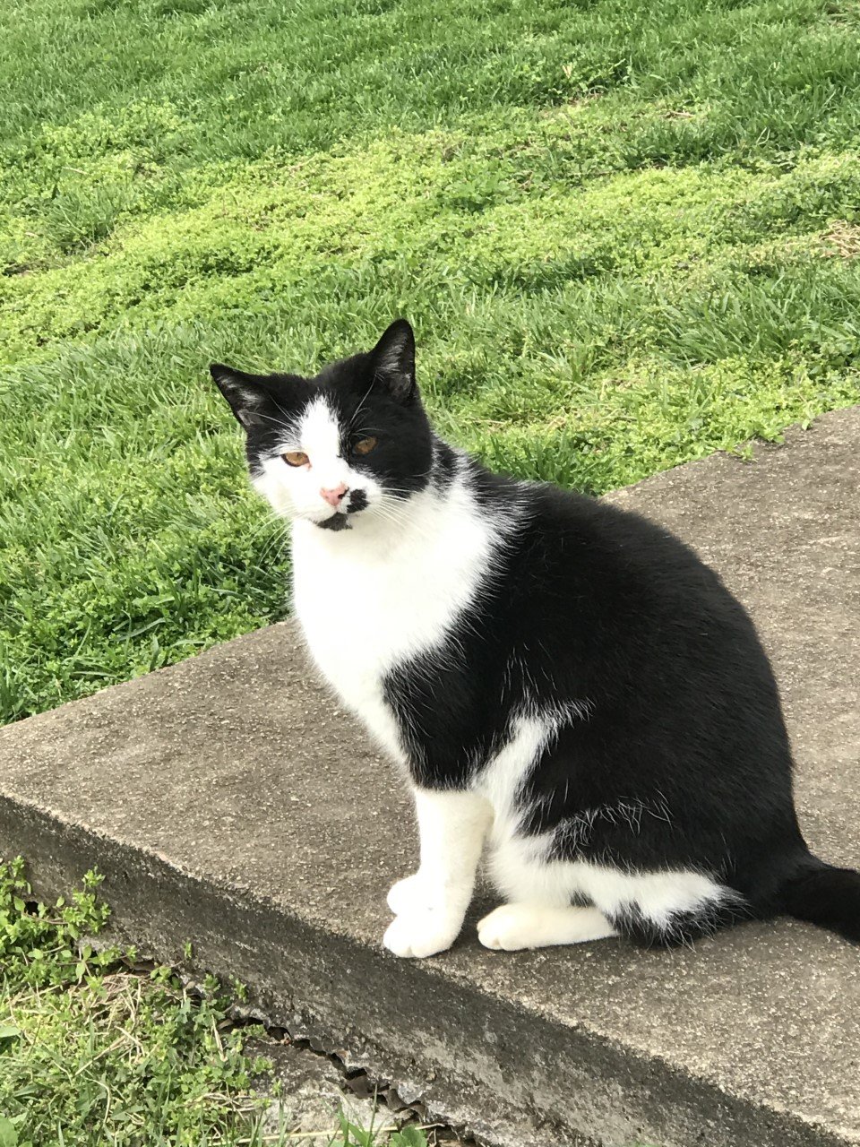 adoptable Cat in Sistersville, WV named Peter