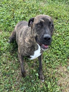 adoptable Dog in Sistersville, WV named Keely