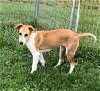 adoptable Dog in sistersville, WV named Ginger