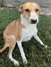 adoptable Dog in , WV named Ginger