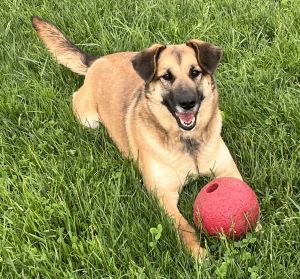 adoptable Dog in Sistersville, WV named Emily