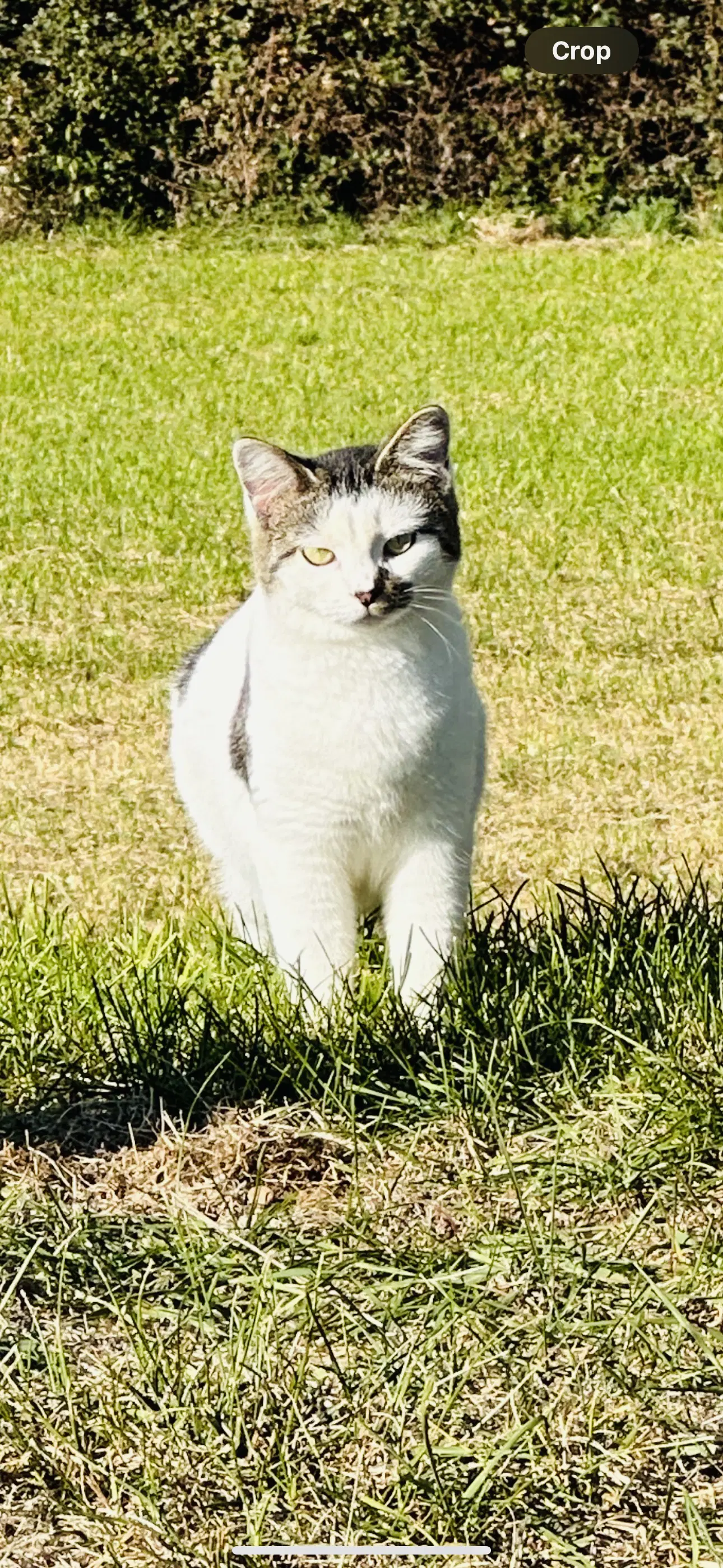 Cleo image 2