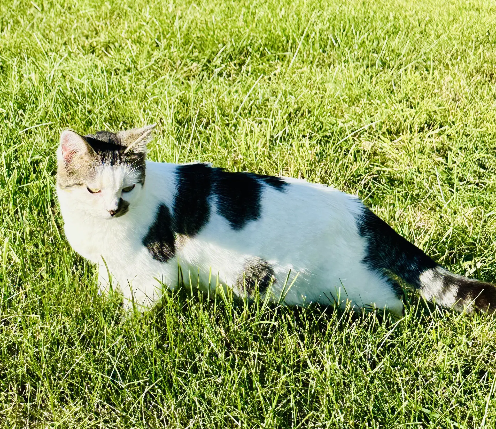 Cleo - Domestic Short Hair