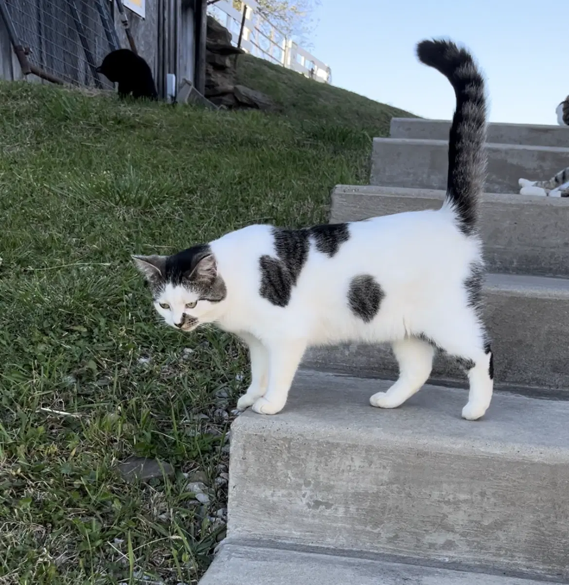 Cleo image 3