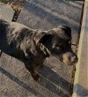 adoptable Dog in sistersville, WV named Raven
