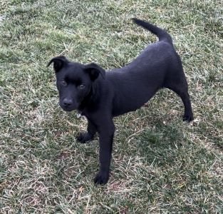 adoptable Dog in Sistersville, WV named River