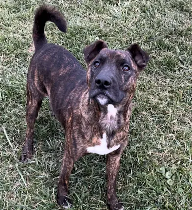 Ringo - Pit Bull Terrier
