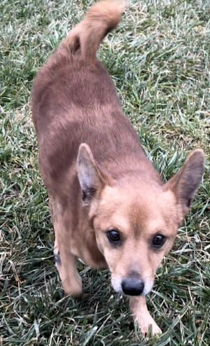 Dog for Adoption - Carmel, a Chihuahua in Washington County, OH | Alpha Paw