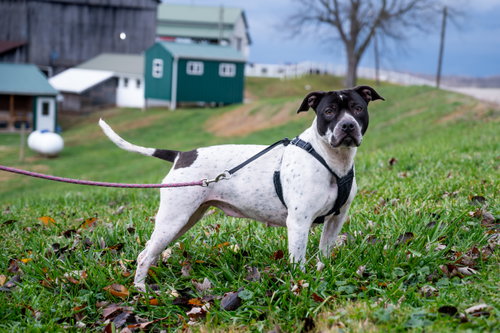 Estelle, an adoptable Pit Bull Terrier in Sistersville, WV